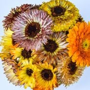 Calendula Seeds