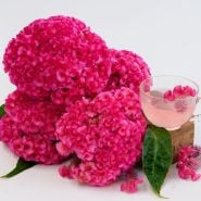 Celosia & Cockscomb Seeds