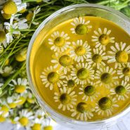 Chamomile Seeds