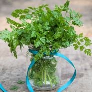 Chervil Seeds