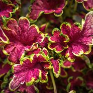 Coleus Seeds