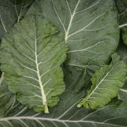 Collard Seeds