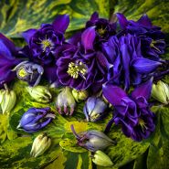 Columbine Seeds
