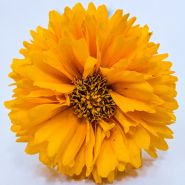 Coreopsis Seeds