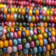 Corn Seeds