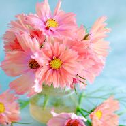 Cosmos Seeds