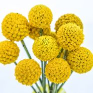 Craspedia Seeds