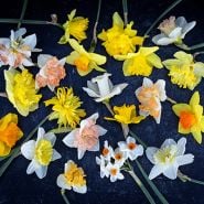 Daffodil Bulbs