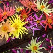 Dahlia Seeds