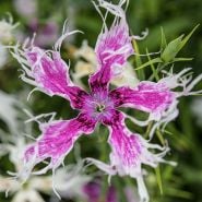 Dianthus Seeds