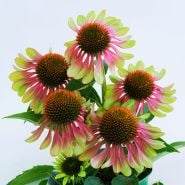 Echinacea Seeds
