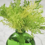 Endive Seeds