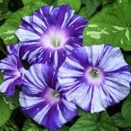 Morning Glory Seeds
