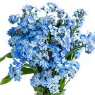 Forget-Me-Not Seeds