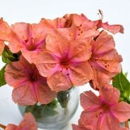 Marvel of Peru or Four O'Clock Seeds