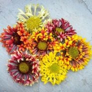 Gaillardia Seeds