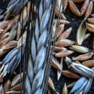 Wheat Seeds