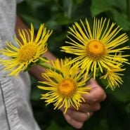 Elecampane Seeds