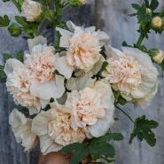 Hollyhock Seeds