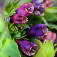 Honeywort Seeds