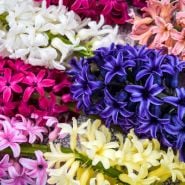 Hyacinth Bulbs