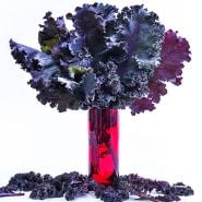 Kale Seeds