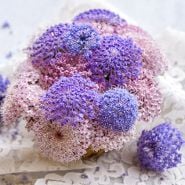 Lace Flower Seeds