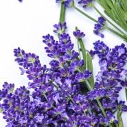 Lavender Seeds