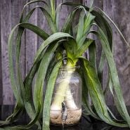 Leek Seeds