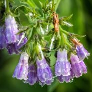Comfrey Plants