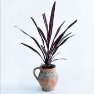 Grass Plants