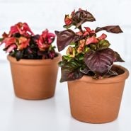 Joseph's Coat Plants