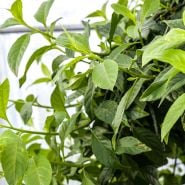 Spinach Plants