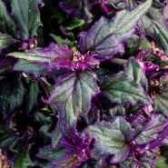 Purple Passion Plants