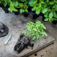 Plants