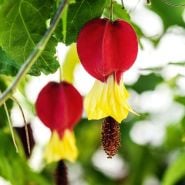 Bellflower Plants