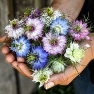 Love-in-a-Mist Seeds