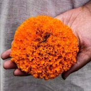 Marigold Seeds
