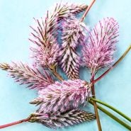 Ptilotus Seeds