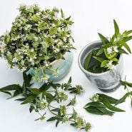Herb Seeds