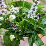 Mint Seeds