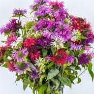 Bee Balm Seeds