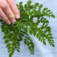 Moringa Seeds