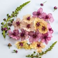 Mullein Seeds