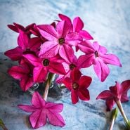 Nicotiana Seeds