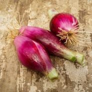 Onion Bulbs