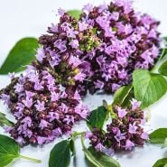 Oregano Seeds