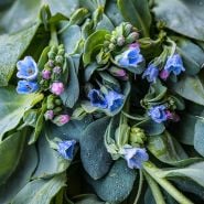 Oyster Leaf Seeds