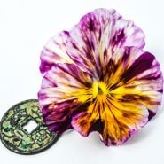 Pansy / Viola Seeds