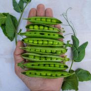 Pea Seeds